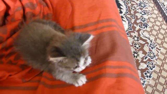 Котенок учится играть смотреть онлайн