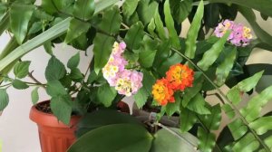???Лантана. Как я ухаживаю за лантаной.