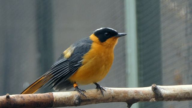 White-crowned Robin-Chat смотреть онлайн