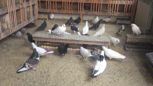 #Pigeon.Совет от Гагика.Прикормка из сыра для голубей. смотреть онлайн