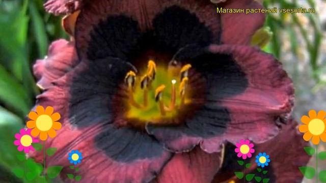 Лилейник гибридный Вуупи. Краткий обзор, описание характеристик hemerocallis Whoopy смотреть онлайн