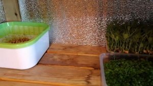 Как вырастить микрозелень без земли. Выращивание микрозелени на воде. Гидропоника.