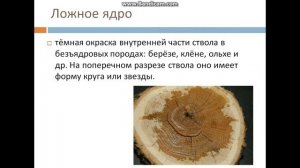 Пороки древесины видео