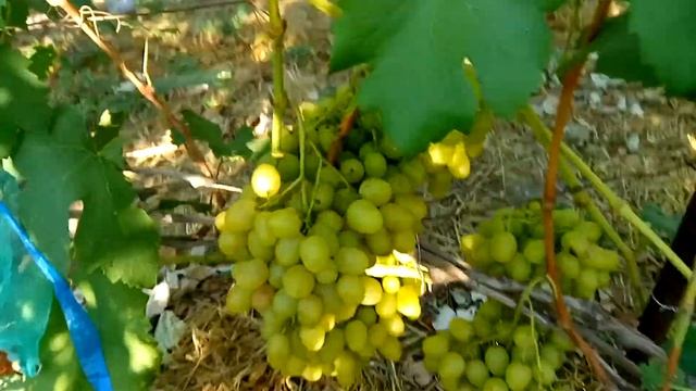 Виноград МУСКАТ ДИЕВСКИЙ смотреть онлайн