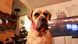 Бурбуль. Плюсы и минусы, Цена, Как выбрать, Факты, Уход, История