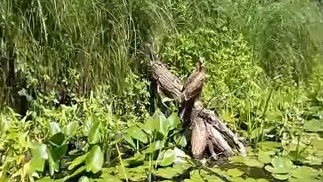 коршун смотреть онлайн