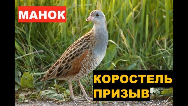?ГОЛОС (МАНОК) КОРОСТЕЛЬ ПРИЗЫВ смотреть онлайн