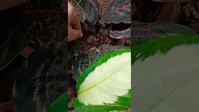 Prayer Plants #prayerplants #prayerplant смотреть онлайн