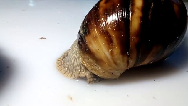 Мои новые улитки!Архахатина Маргината Маргината! смотреть онлайн