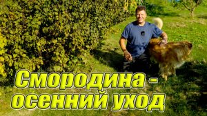 Хотите урожай черной смородины Необходимо обрезать полить и обработать в сентябре