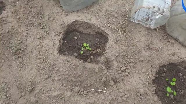 Рассада. Клубника из семян, первый опыт. смотреть онлайн