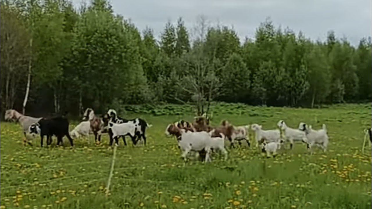 УСАДЬБА УТОПАЕТ В ЗЕЛЕНИ