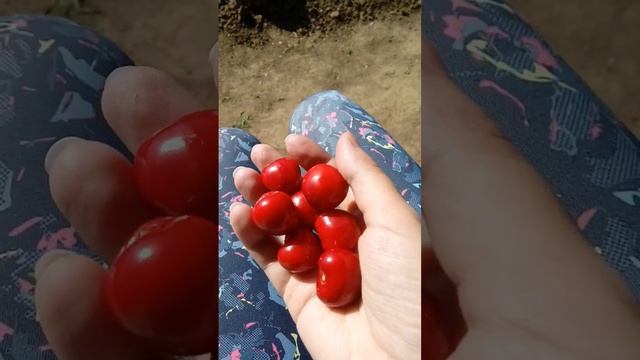 Черешня ????#черешня #дача #точтоялюблю #мамочки #ахтубинск #астрахань #мамавдекрете #мамасыночка смотреть онлайн