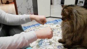 Мейн кун угадывает в какой руке вкусняшка (дрессировка)