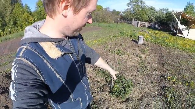 Стоны НЕДОСАДОВОДА. Про посадки, погоду и сизифов труд. Посылка пришла, РОЗА распустилась. смотреть онлайн