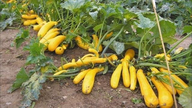 Секреты полива. Какие овощи, как, когда и сколько??? смотреть онлайн