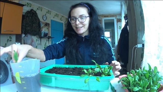 Пикировка рассады всегда проходит очень быстро.РАСКРЫВАЮ СЕКРЕТ смотреть онлайн