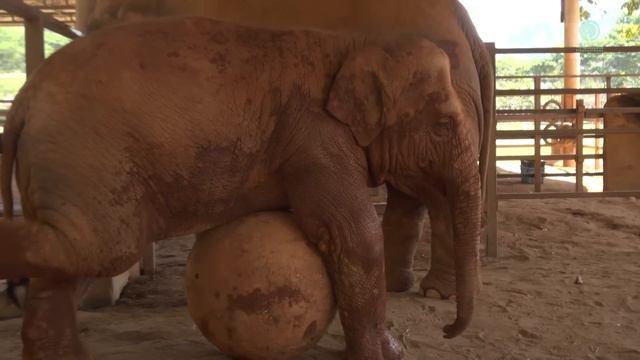 The Shelter's Gate Become Playground For Elephant Wan Mai - ElephantNews