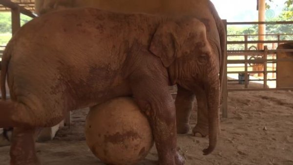 The shelter's gate become playground for elephant Wan Mai - ElephantNews