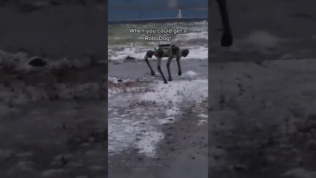RoboDog vs. regular dog смотреть онлайн