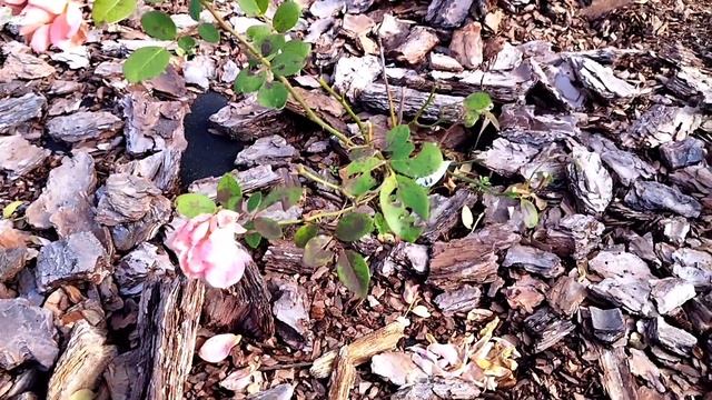 Японская роза розы в саду 2022 wabara keiji kunieda япония смотреть онлайн