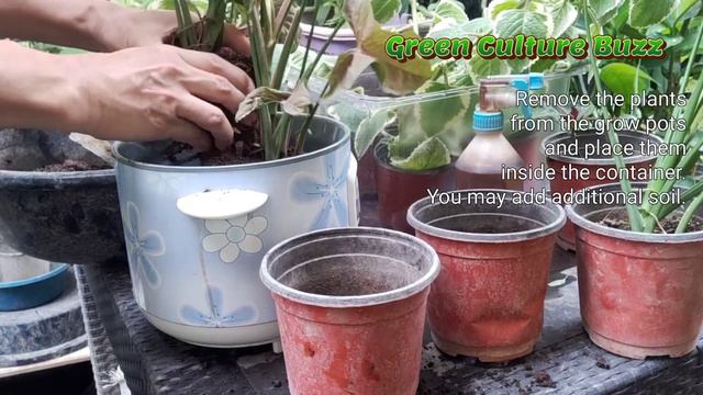 REUSING this rice cooker outer pot as plant pot. Full video. 🌱🌿💚 #upcycling #reuse #gardening смотреть онлайн