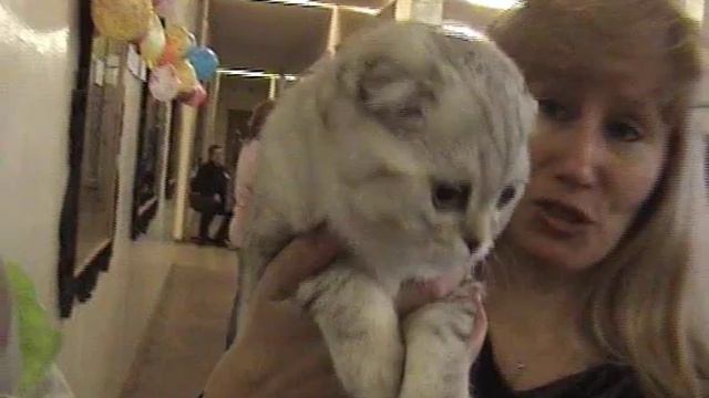 Порода кошек флэппиг - выставка кошек PCA смотреть онлайн