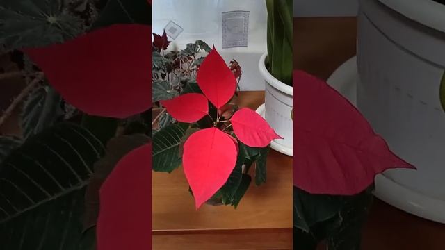 Пуансеттия покраснела, мои цветы в доме. ??? смотреть онлайн