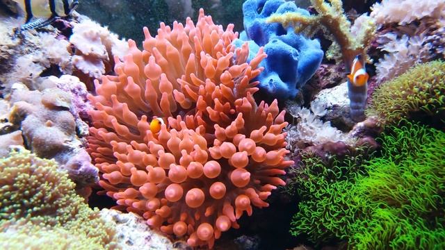 4K Amphiprion ocellaris clownfish video смотреть онлайн