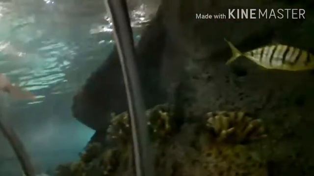 Океанариум Адлер#2 смотреть онлайн