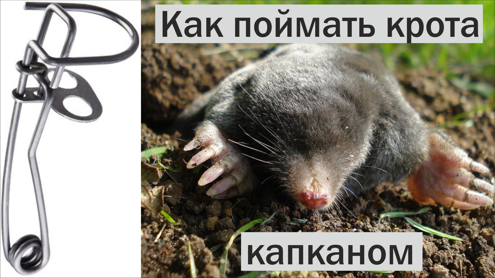Как поймать крота капканом. Обучающее видео от Сергея Шаманова смотреть онлайн
