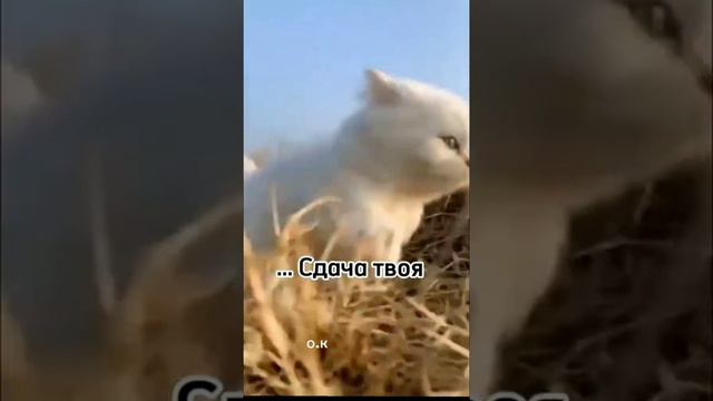 🤣👍👍 смотреть онлайн