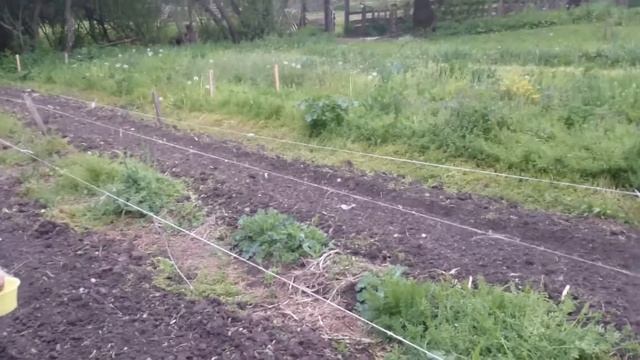 КФХ Бобырин - как правильно держать тело при посадке перца. смотреть онлайн