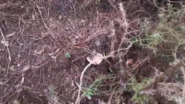 Lepista Nuda Espectaculares смотреть онлайн