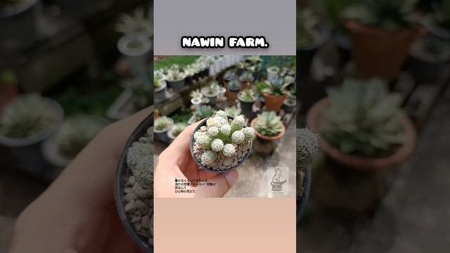 Mammillaria gracilis @NAWIN FARM. смотреть онлайн