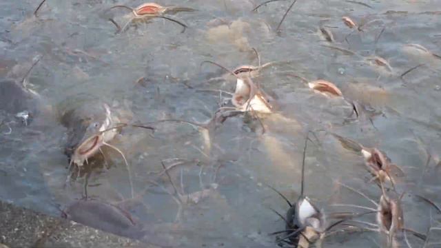 Кормление рыбы на Пхукете смотреть онлайн