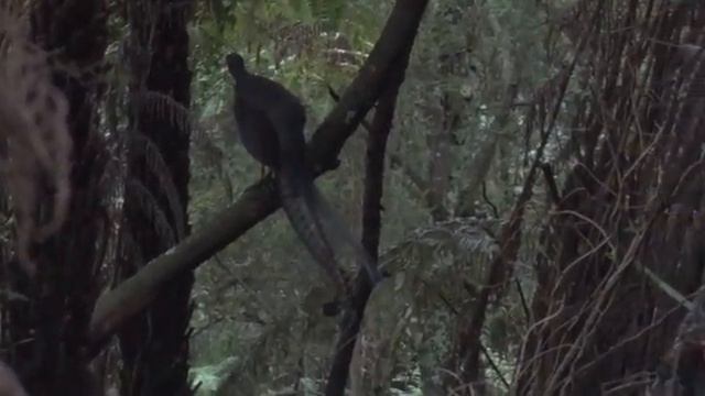 Lyrebird sings on a branch in cool temperate rainforest (Птица Лира поёт в прохладном дождевом лесу смотреть онлайн