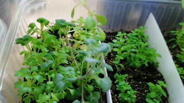 Как всё у меня выросло за этот период. 19 апреля 2023 г. смотреть онлайн