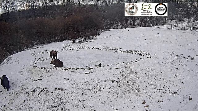 Встреча мишек у водоема рано утром#Румыния смотреть онлайн