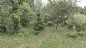 Пихта корейская (Abies koreana)