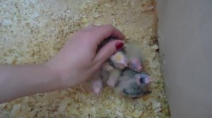 Птенцы корелл шипят