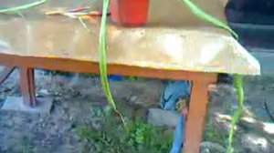 Индийский лук