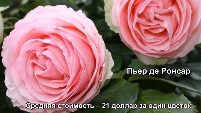 Самые дорогие цветы в мире смотреть онлайн