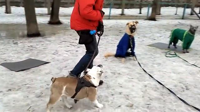 Дрессировка английского бульдога или "Сами вы не дрессируемая порода!" смотреть онлайн