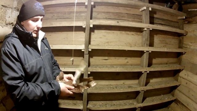 Как определить пол голубя с помощью маятника смотреть онлайн