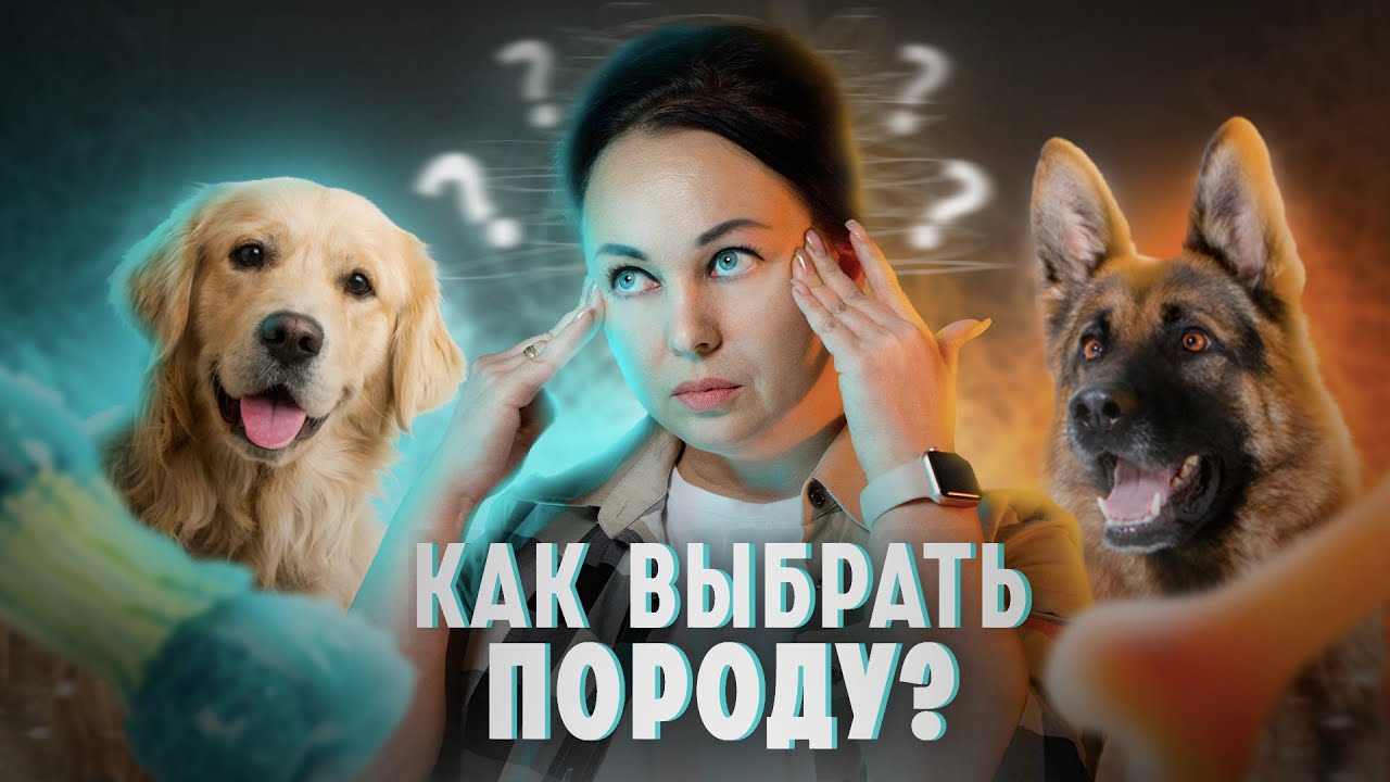 Как выбрать породу собаки? - 7 советов смотреть онлайн