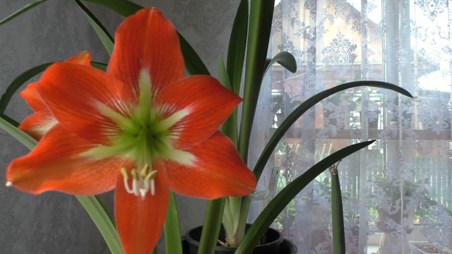 Яркое цветение спасенного неизвестного гиппеаструма смотреть онлайн