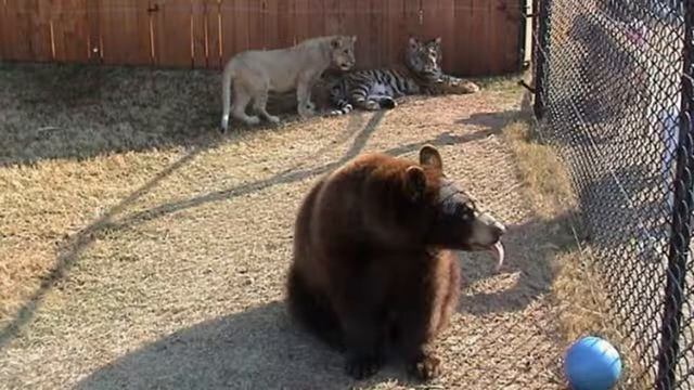 Невероятно! Медведь, лев и тигр живут мирно! смотреть онлайн