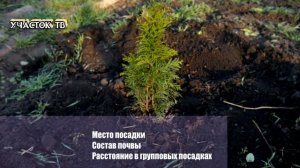 КАК и КОГДА САЖАТЬ ТУИ - Как Сажать Живую Изгородь - Расстояние и Процесс посадки Туи