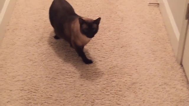 ТРОГАТЕЛЬНАЯ ИСТОРИЯ ПРЕДАННОСТИ ДРУГ ДРУГУ Часть #1 =^..^= СИАМСКИЕ КОШКИ смотреть онлайн